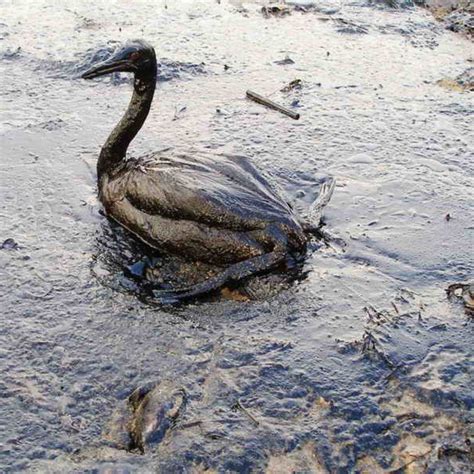 Birds And Oil Spills Ornithology