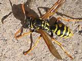 Is A Yellow Jacket A Wasp Photos