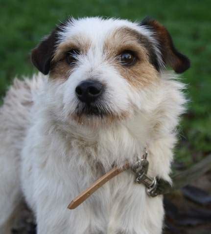 Élevage et vente de chiots en belgique (dans le hainaut et brabant wallon), le domaine de l'empereur assure l'élevage et la vente de chiots de races : Bad boy : chien croisé jack russel à adopter dans la ...