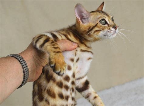 stunning bengal kittens for adoption cats for sale price
