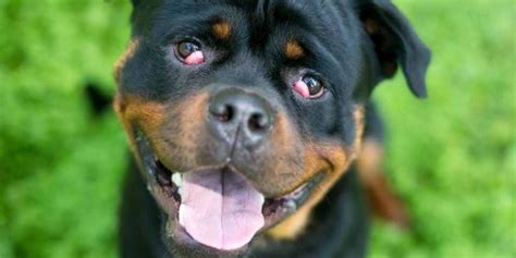 Whats A Cherry Eye And How Is It Treated Karingal Vet Hospital
