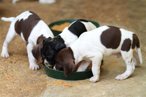 By two to four weeks of age, puppies do well with feedings every six to eight hours. How often should I feed my Dog? | Puppy Feeding Schedule