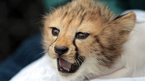 Cute Baby Cheetah Cubs We Need Fun