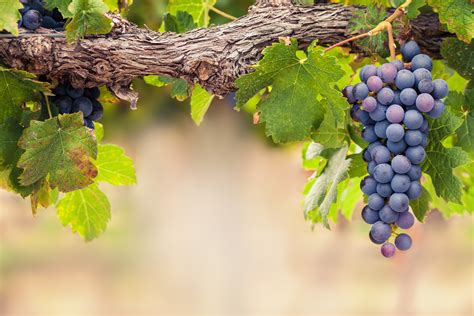 A grape is a fruit, botanically a berry, of the deciduous woody vines of the flowering plant genus vitis. He Is the Vine, We Are the Branches - CATECHIST Magazine