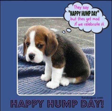 Happy Hump Day Meme Hump Day Quotes Funny Funny Wednesday Memes Hump