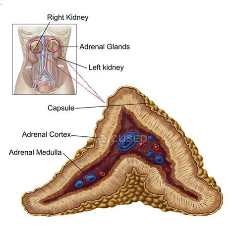 Anatomy Of Adrenal Gland With Labels On White Background — Adrenal Medulla Transverse Section