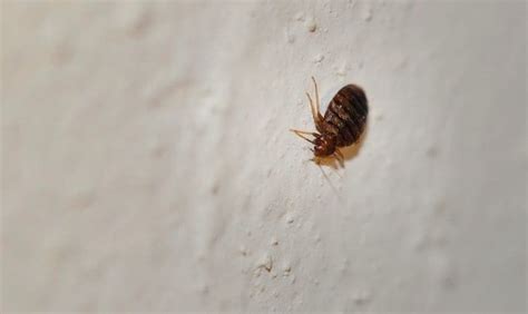 Can Bed Bugs Live In Walls How To Get Rid Of Bed Bugs In Walls City