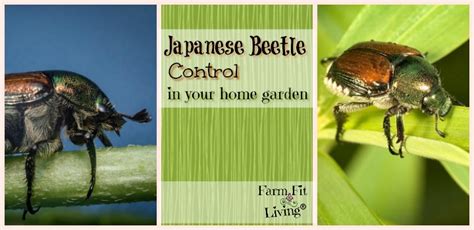 japanese beetle control in your home garden farm fit living