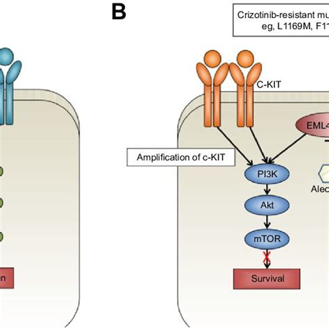 Eml4alk Pathways And The Mechanism Of Resistance To Crizotinib Notes