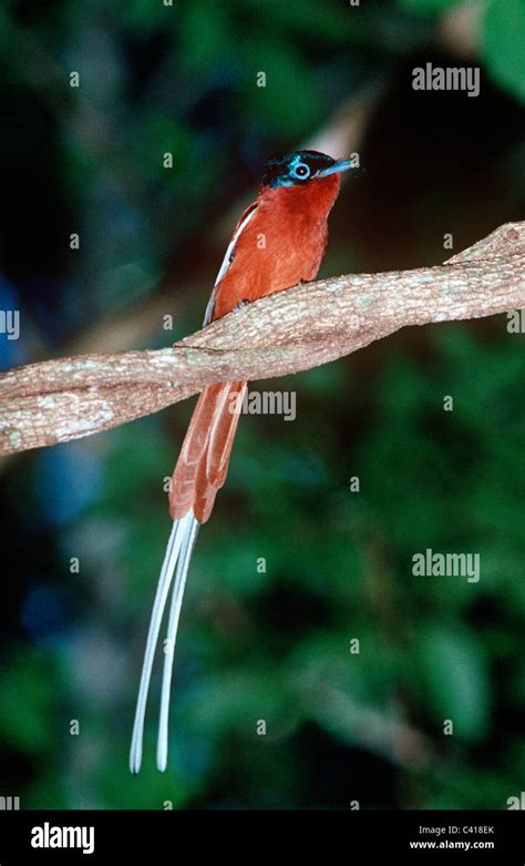Madagascar Paradise Flycatcher Terpsiphone Mutata Ardéidés Mâle En
