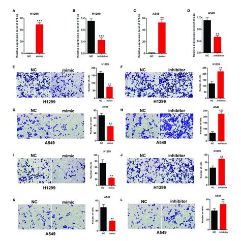 effects of mir 375 3p on the migration and invasion of nsclc cells download scientific