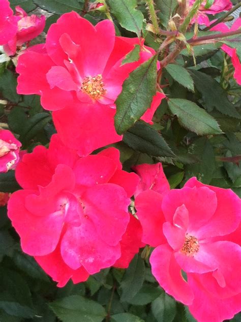 3 Times For When To Prune Knockout Roses In Tennessee Jvi Gardens
