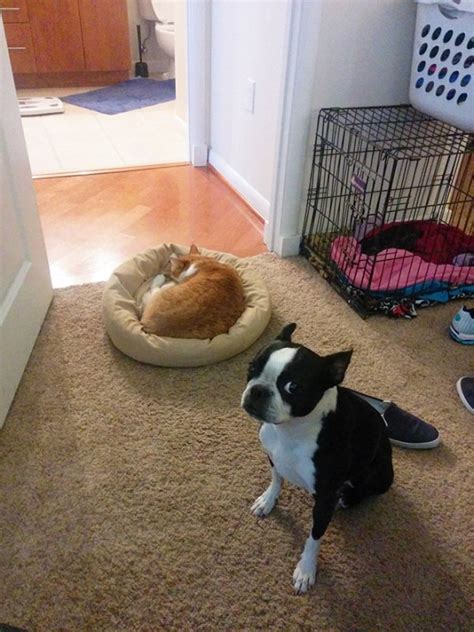 Cats Stealing Dog Beds 27 Pics