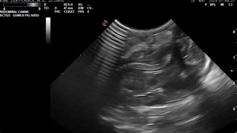 Pregnant Guinea Pig Ultrasound Youtube