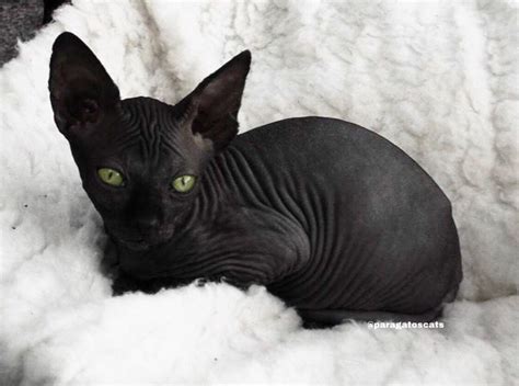 Pin On Gatos Negros El Gato Negro Black Cat