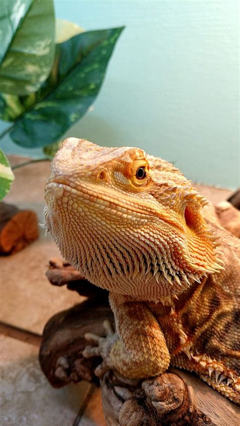 The Bearded Dragon Guide | Wiki | Reptiles Amino