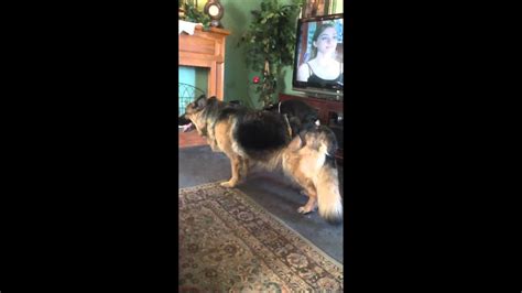 Small Dog Humps Big Dog Youtube