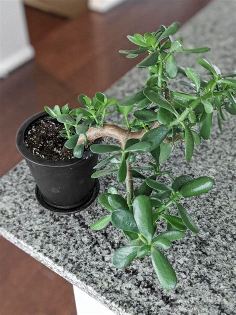 How To Care For A Jade Plant Inside Outdoors And Over The Winter