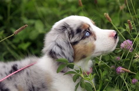 The australian shepherd is an intelligent dog who loves to play & has a thick and slightly wavy coat. Australian, Shepherd, Puppy, Dog, Wide, HD, Wallpaper, For ...