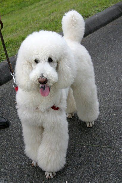 Standard Poodle Standard Poodle Gallery I Love Dogs Cute Dogs