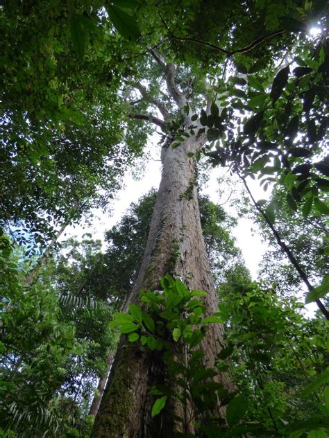 Rain, evaporation, transpiration, condensation, rain. Wild and Wonderful Trees of the Amazon Rainforest | Blog ...