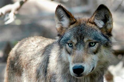 Co What To Know About The Gray Wolf Whose Fate In Colorado Could Be