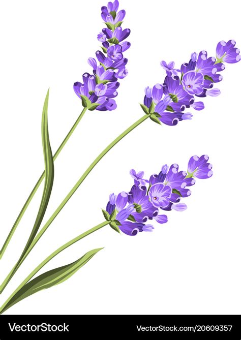 Lavender Flowers In Closeup Royalty Free Vector Image