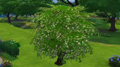 The Sims 4 Trees Outside Plants Outdoor Plants Cherry Tree Cherry