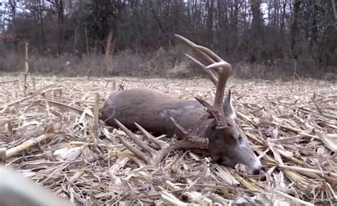 How And Why The Weather Affects Whitetail Deer Movement And Hunting