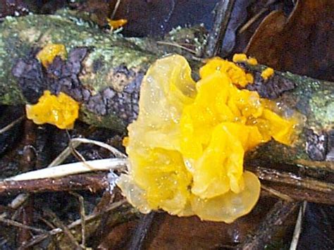 Use them in commercial designs under lifetime, perpetual & worldwide rights. Tremella mesenterica, Yellow Brain fungus