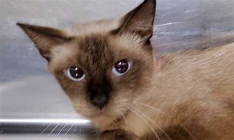 Locations in orlando and sanford. These Orlando-based cats are up for adoption and in need ...