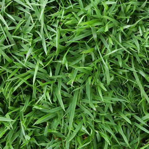 Different Grass Types