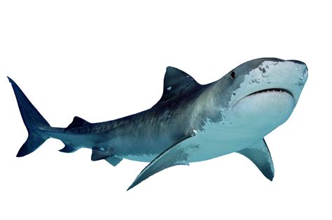 Baby Shark Png Isolated Transparent Picture Png Mart