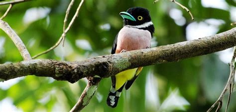 2d1n Kinabalu National Park Bird Watching Experience Malaysia