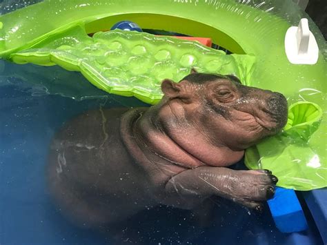 Hippo Baby Fiona Updates The Cincinnati Zoo And Botanical Garden Baby