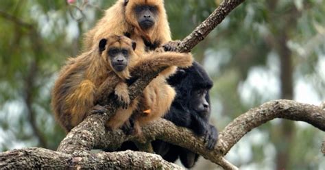 En Peligro De Extinción El Mono Aullador Fue Declarado Monumento