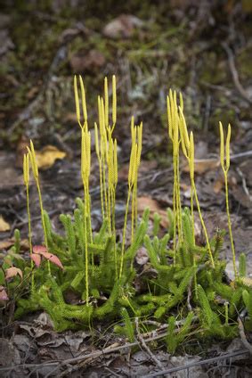 Materia Medica  Lycopodium clavatum  Homeopatia Polska