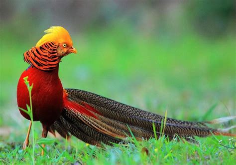 Burung Tercantik Most Beautiful Bird In Pakistan 900x629 Download