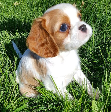 Cavalier king charles spaniel puppy for sale in normangee, tx, usa. AKC Champion Pedigree Cavalier King Charles Spaniel ...