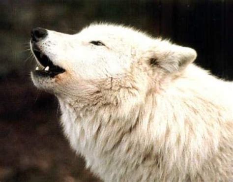 Arctic Wolf Howling
