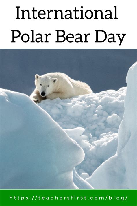 International Polar Bear Day Teachersfirst Blog