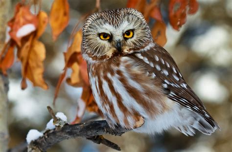 North American Tengmalms Owl