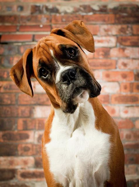 Cute Dog Love Boxer Dogs Baby Dogs Dog Love
