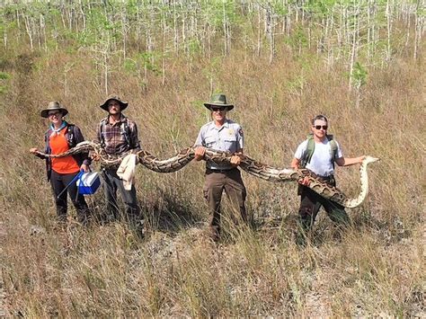 Florida Removes Invasive Burmese Pythons From The Everglades