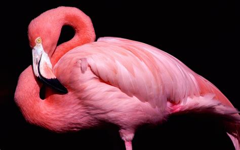 Pink Animal Wallpapers Hd Wallpapers Id 4947