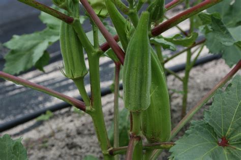 How To Grow Okra An Easy Guide For Gardening Beginners