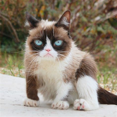 Realgrumpycat Grumpy Cat Grumpy Cat Humor Cats And Kittens