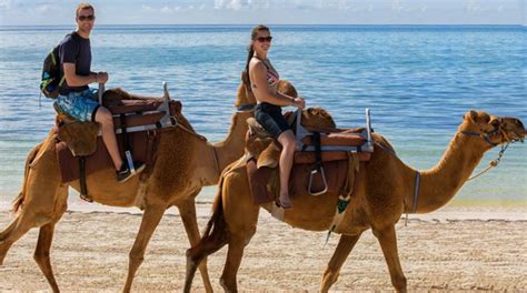 Camel Safari Tour Cancun Adventure Tour