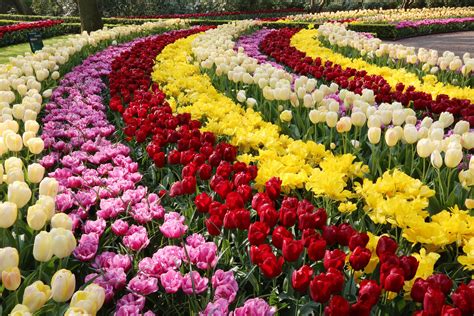 Colorful Tulips In Park