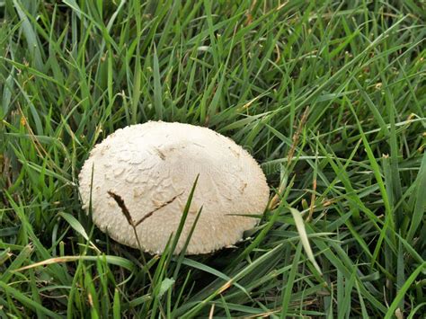 North Carolina Boletus Edulis Wild Mushrooms Stock Image Image Of